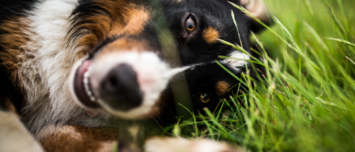 shutterstock_1091294447