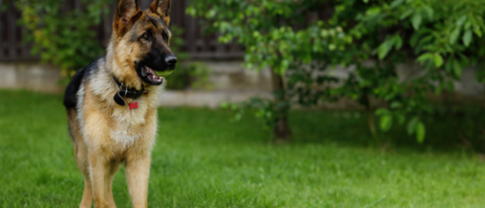 shutterstock_676824544